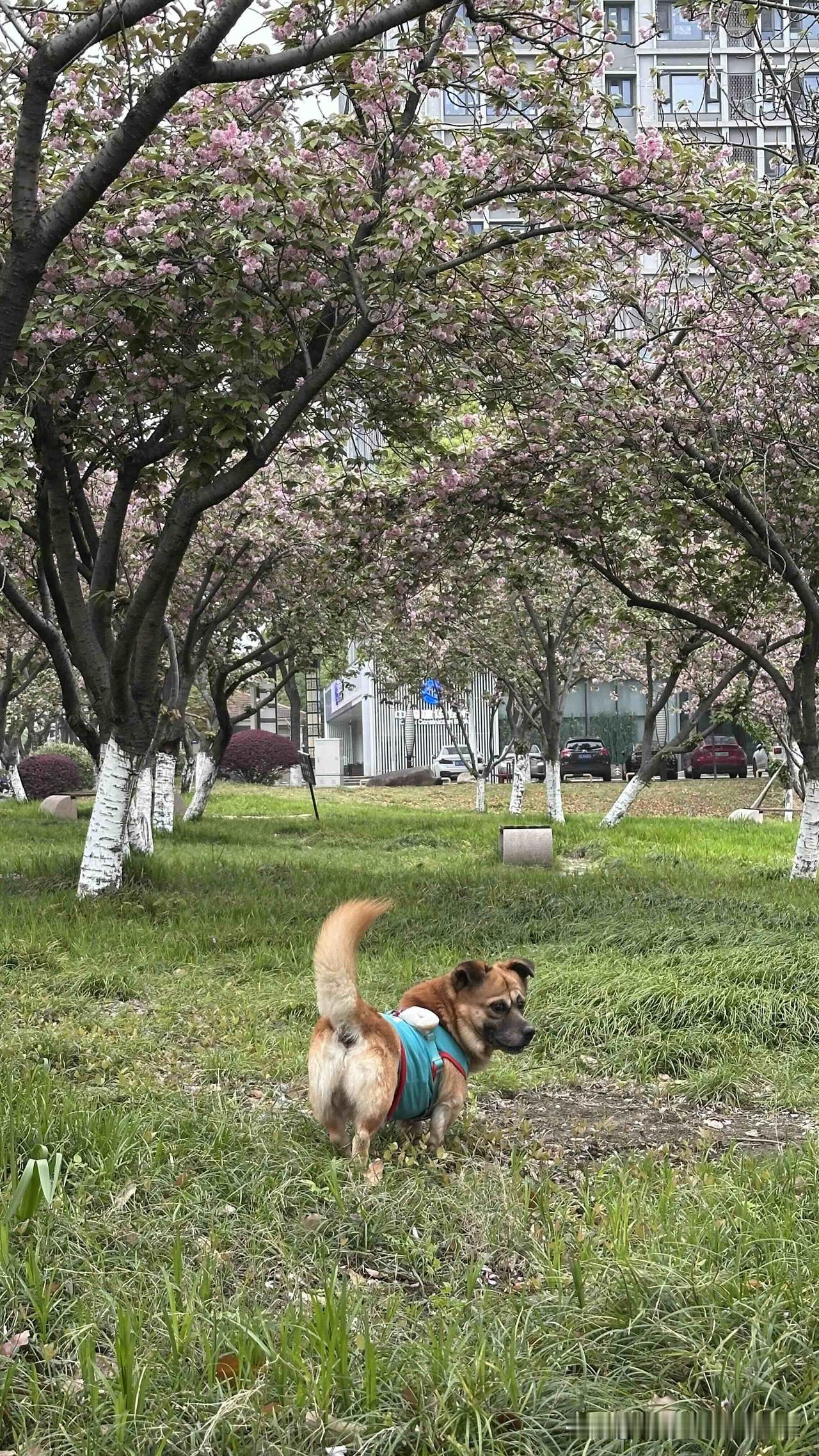 台北人在苏州，这几天因为身体不适，特别想念已回台北几个月的女儿蜜宝，多希望她此刻