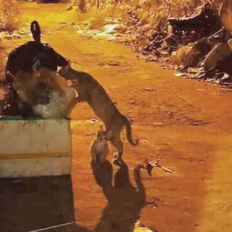 下班路上看见一只流浪猫带着小猫咪在翻垃圾桶…那一刻真的狠狠的心疼了……
