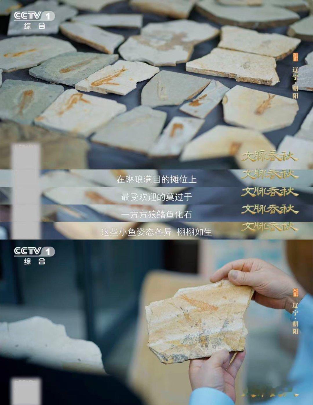 东北人砍价便宜了上亿元第一次见把化石当特产 辽宁朝阳藏着“亿年宝藏”！鱼类、植物