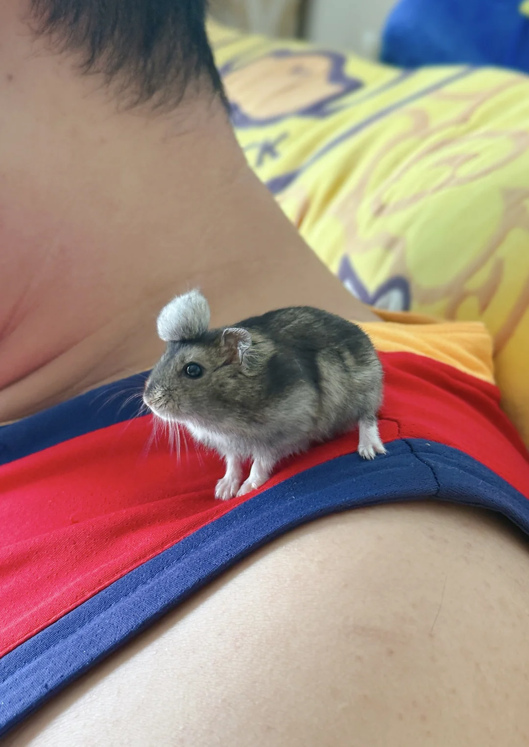 小帽子来也