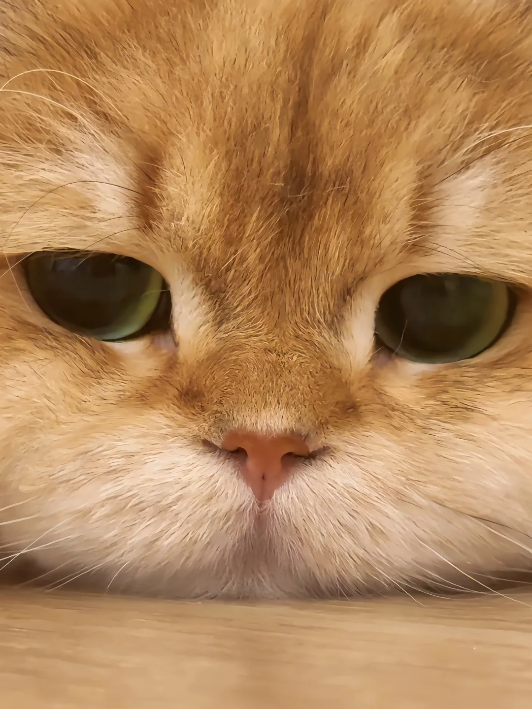 叫咪小蛋糕 不要叫咪大壮！