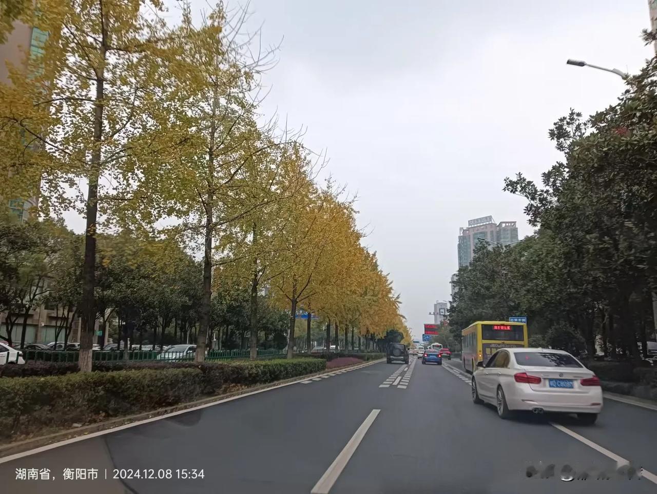 冬季的衡阳华新很漂亮了，街道旁的银杏都黄了…干净笔直的道路成网，非常干净了！城市