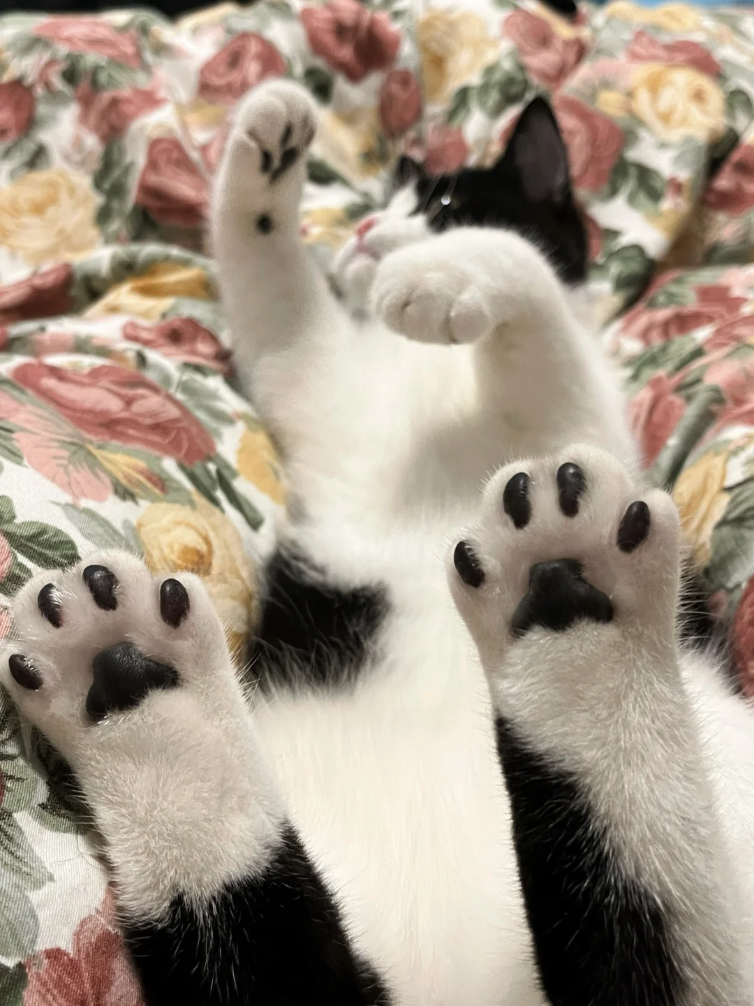 🐾 黑手党
