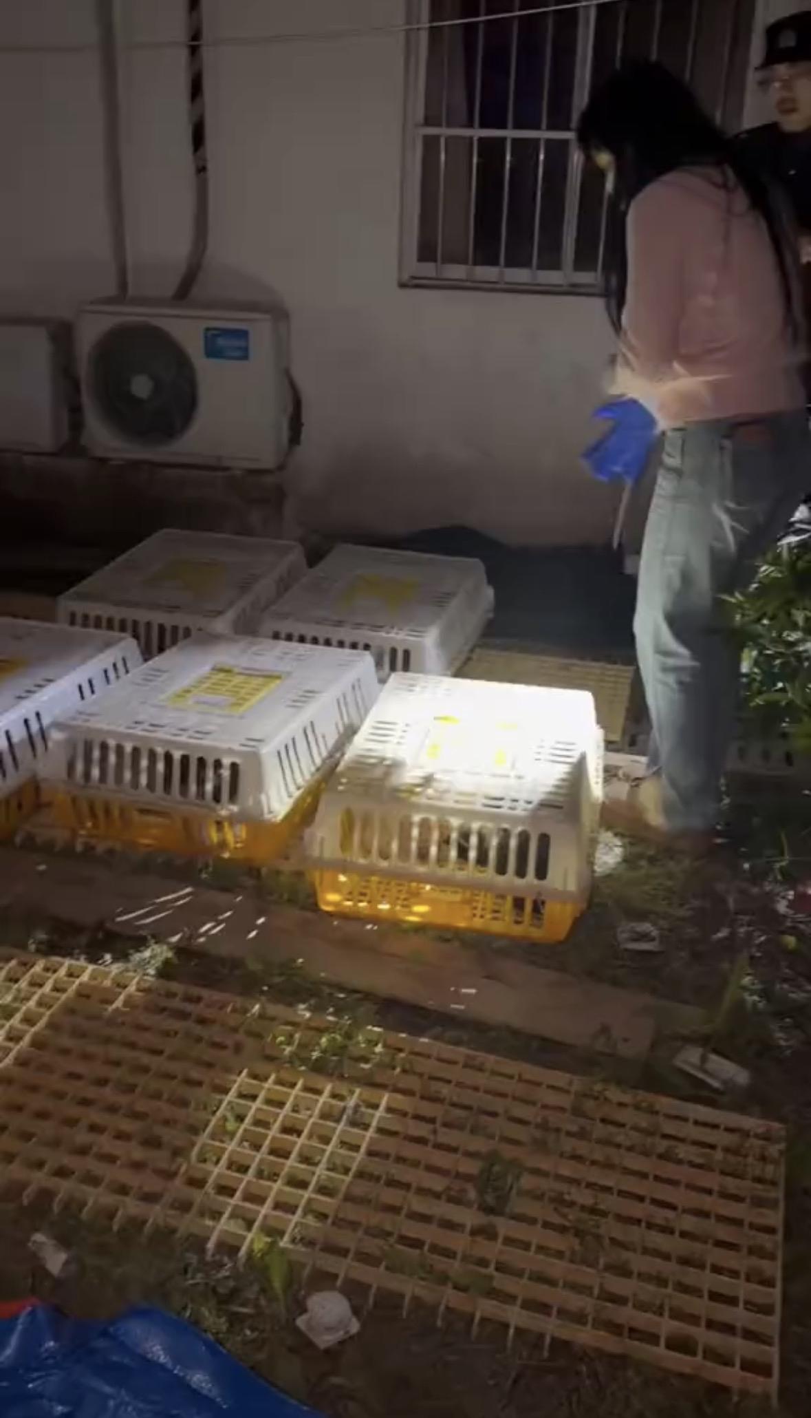 网友爆料三名年轻男子市区偷几十只猫卖给饭店。

网友反映猫主人丢猫定位器追踪到饭