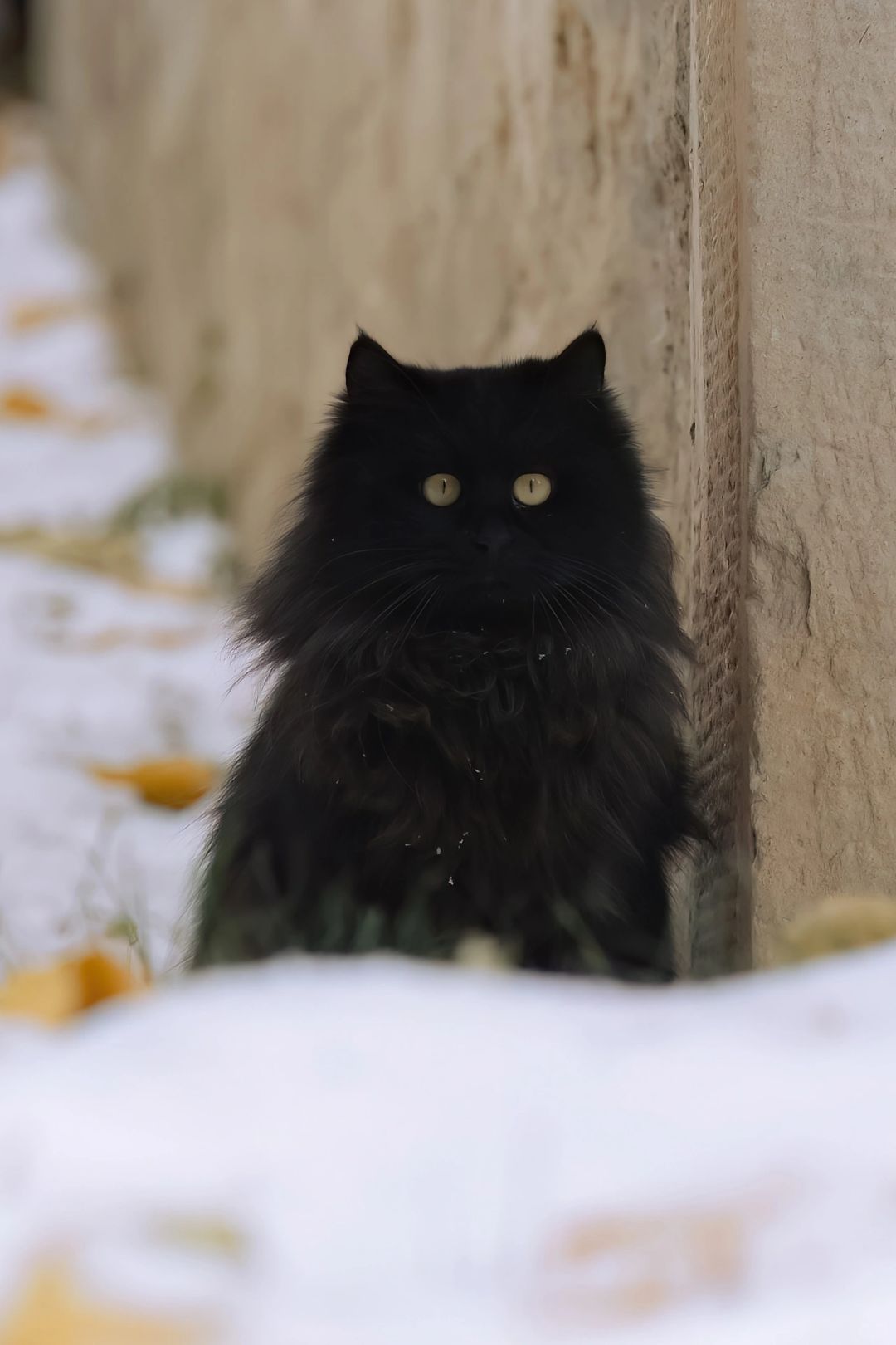 雪地里的煤球猫也太可爱了