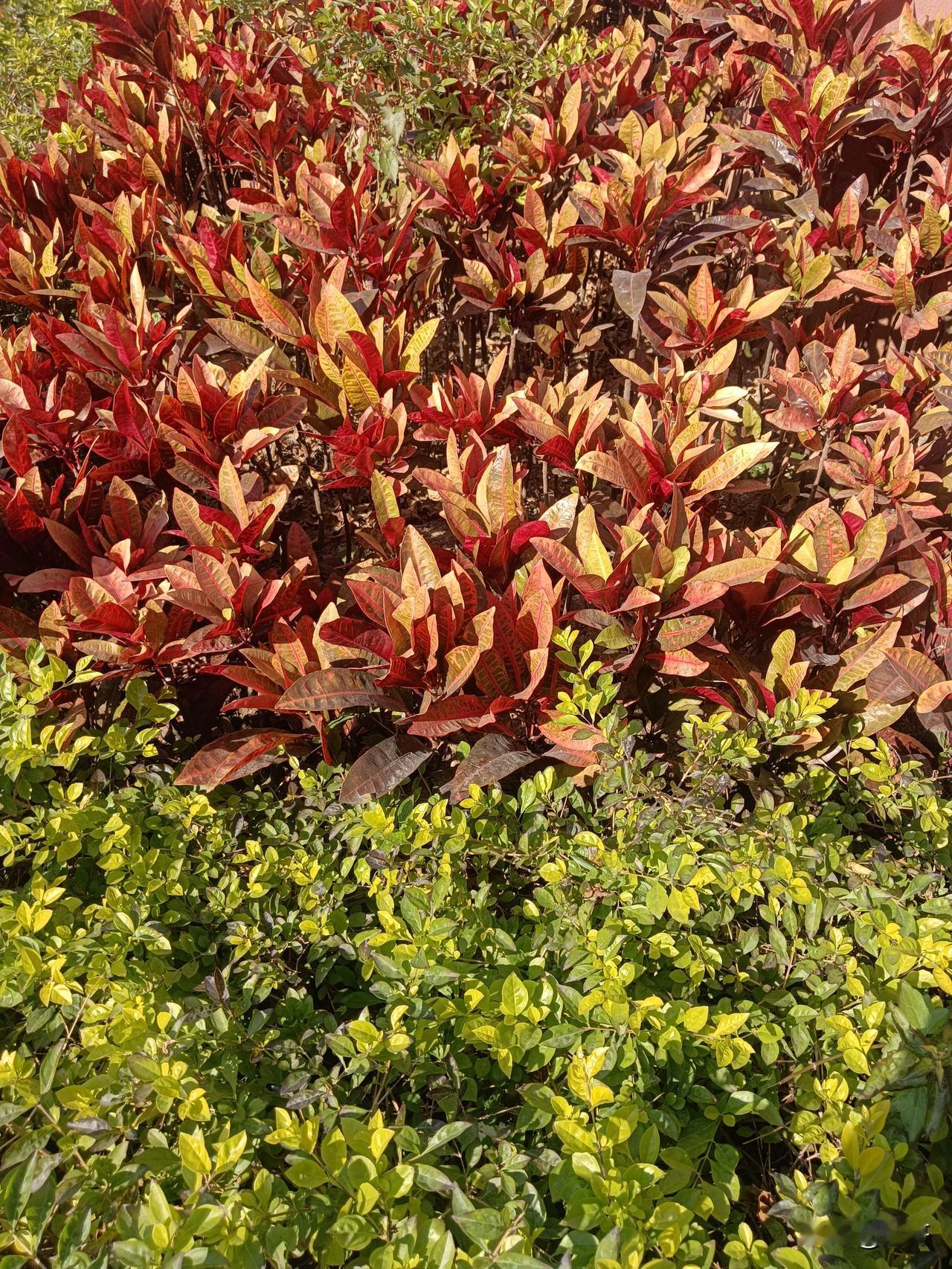 11~21℃，阳光明媚。