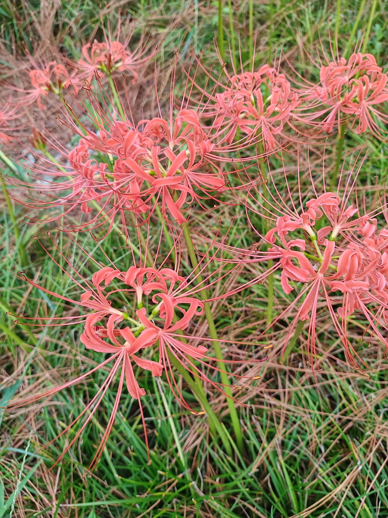 这是不是传说中的“地狱之花”，彼岸花？
无意中看见草间都开满了这种花，它们红得似