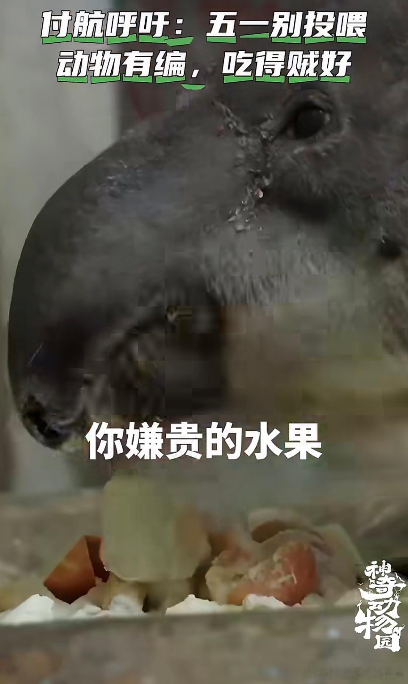 付航北京提醒文明游园请勿投喂神奇动物园付航在北京暖心提醒大家文明游园，不要随意投