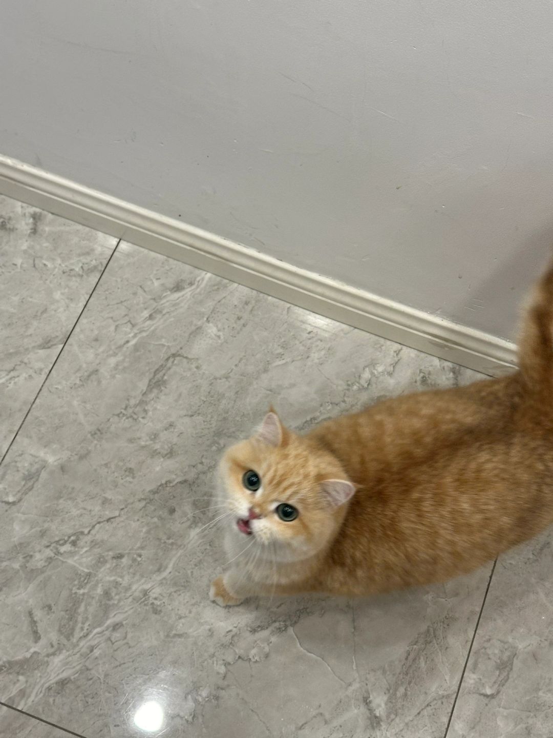 讨饭小猫的日常🍚