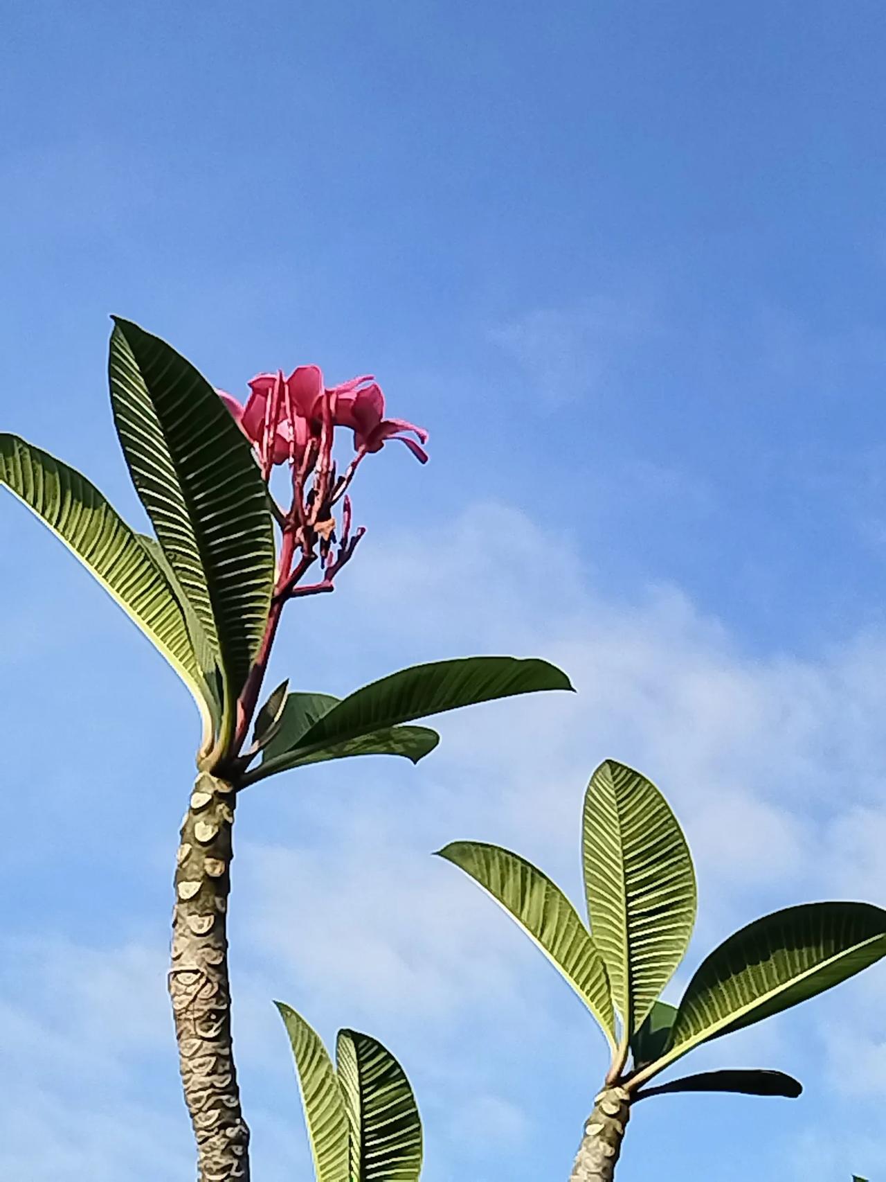 海南海口西秀公园花海，让我这个北方人，算是开了眼界了！一个也不认识，个个我都喜欢