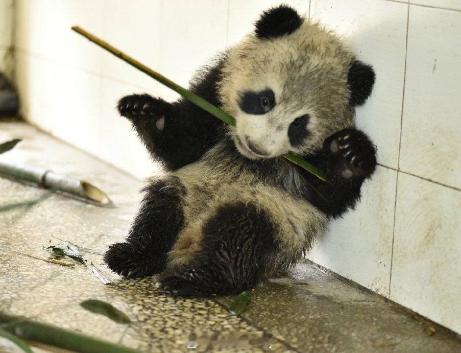 考古翻到雅郡小时候挖煤的图片，哈哈哈太皮了。🐼 