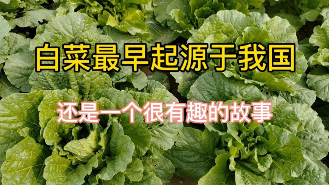 #哪种蔬菜最早起源于我们中国呢?#白菜最早起源于我国，还传颂着一个很有趣的故事！