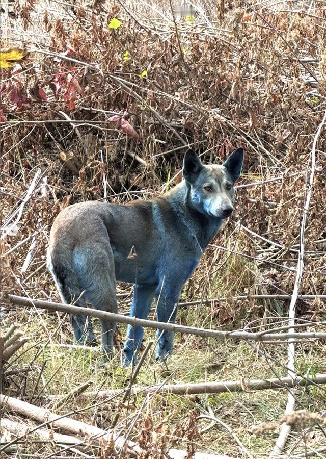 据英国媒体报道，在乌克兰切尔诺贝尔（Chernobyl）核灾区现场照顾狗只的一个