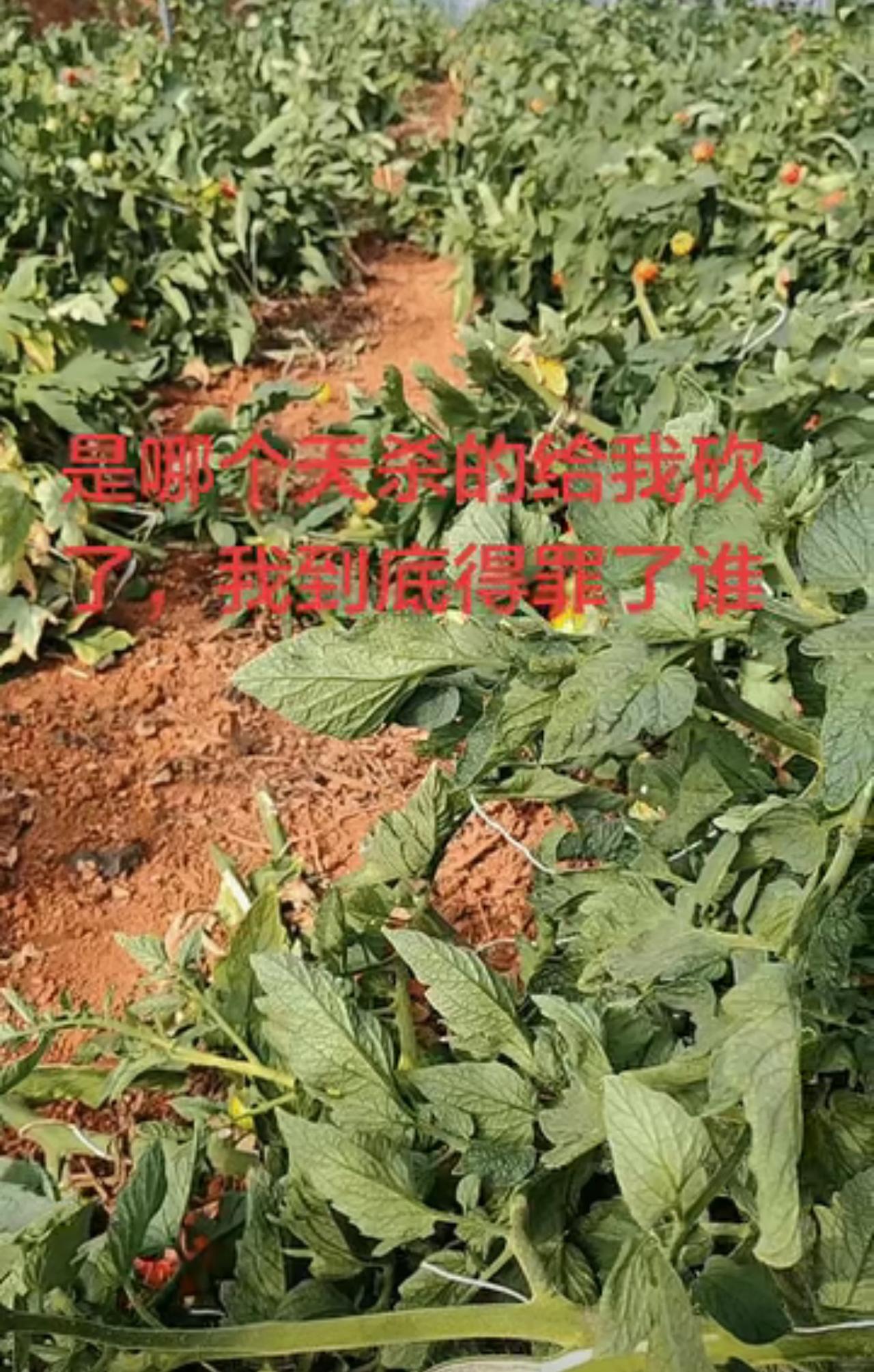 半年心血全部白费！云南男子丰收季看着满棚番茄崩溃大哭，看着真心酸

太让人崩溃了