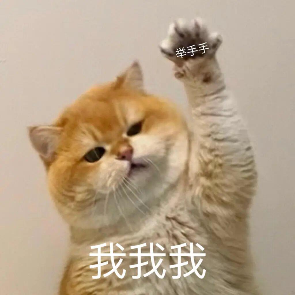超级可爱的猫猫表情包｜谁能不爱坡坡表情包 