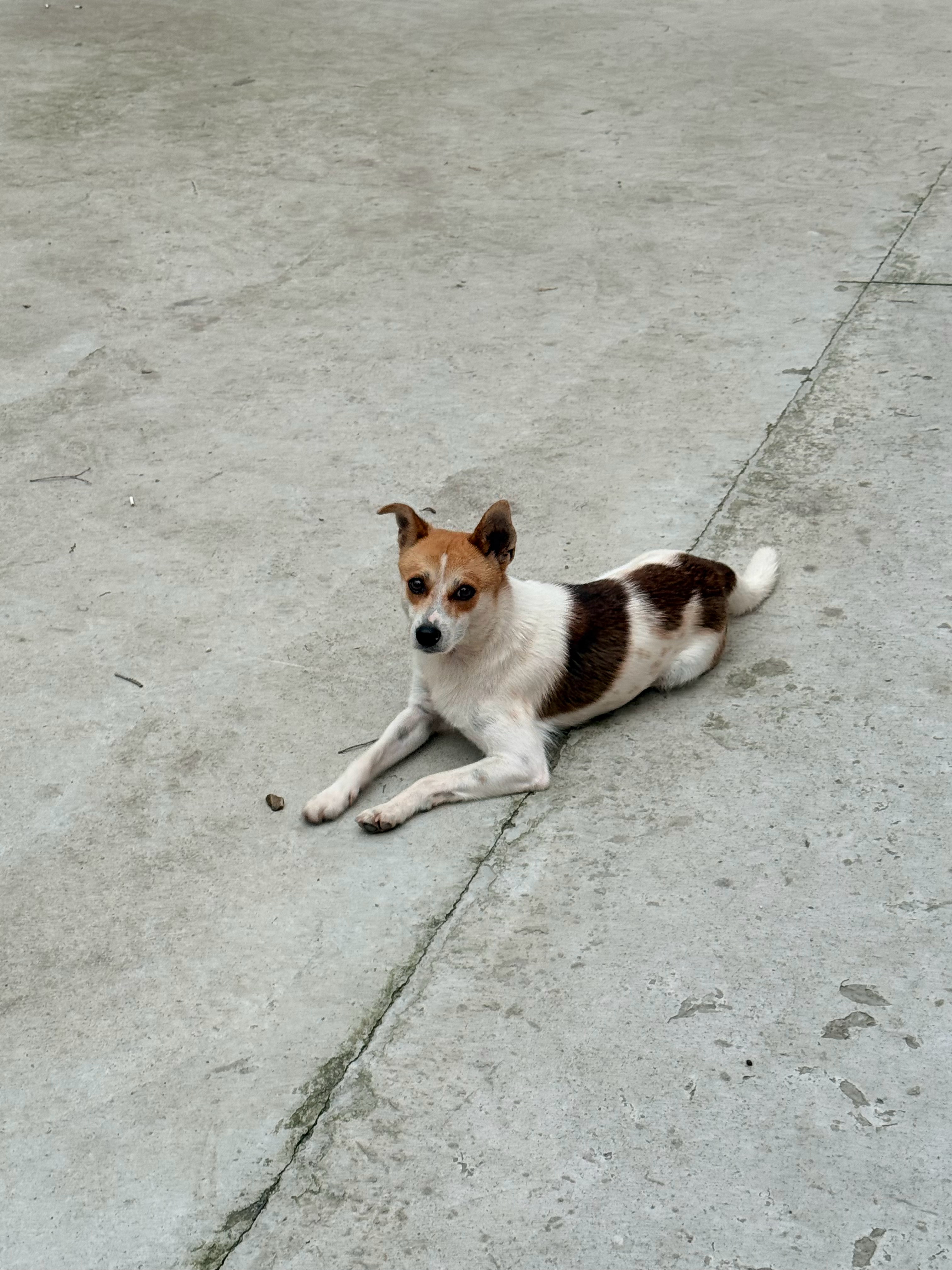 仁仁日记手册  在看主人扭秧歌的修勾们🐕 