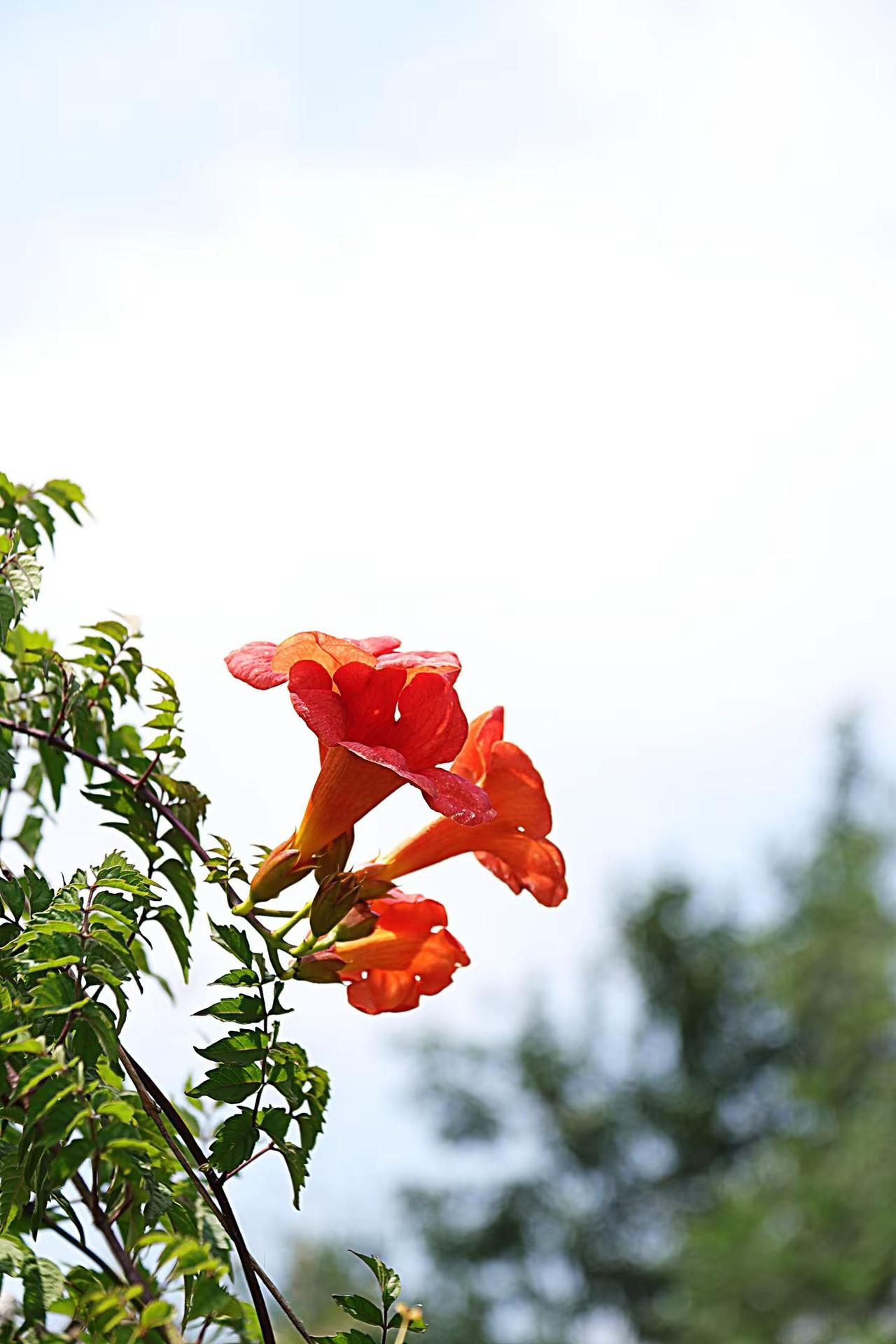 晴日凌霄花。随拍花朵 夏日盛开的凌霄花 拍花爱好者