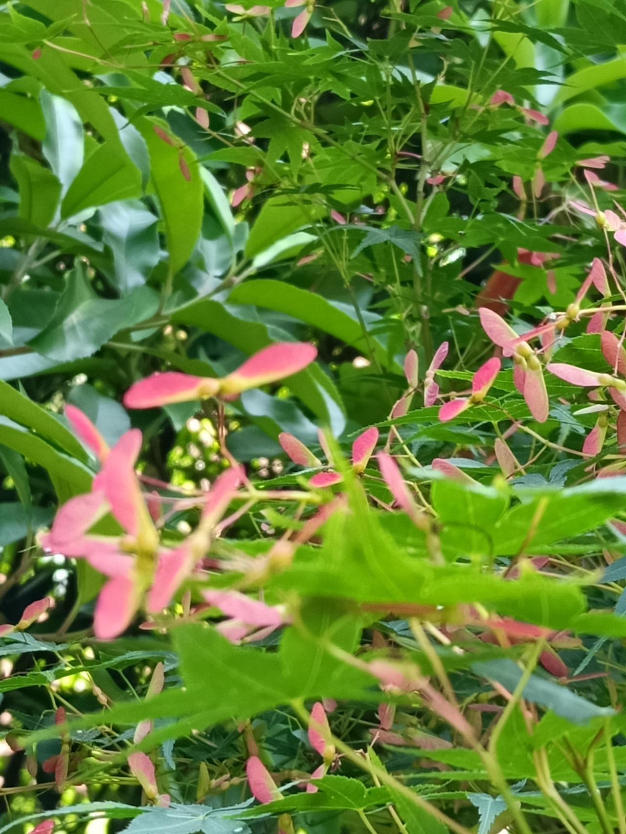 春日生活打卡季这种树好有趣，它的果实像一个个粉色的小翅膀，真称得上一道奇妙的风景