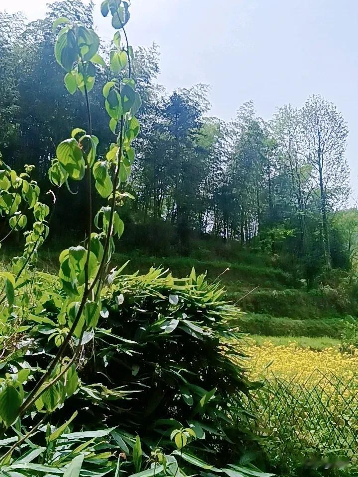 晒图笔记大赛 春日盎然，阳光明媚，这简直是一年中最美好的时光！
就像诗里写的，伊