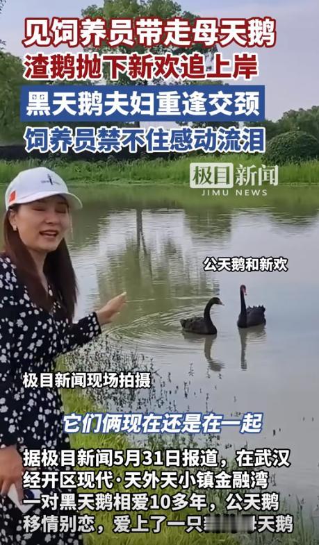 “万物皆有灵！”湖北武汉，一对天鹅夫妻相爱10年，岂料最近公天鹅移情别恋，和新欢