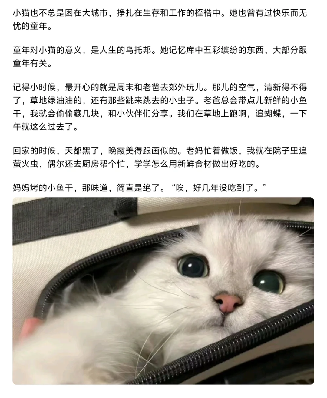 小猫也曾有快乐的童年