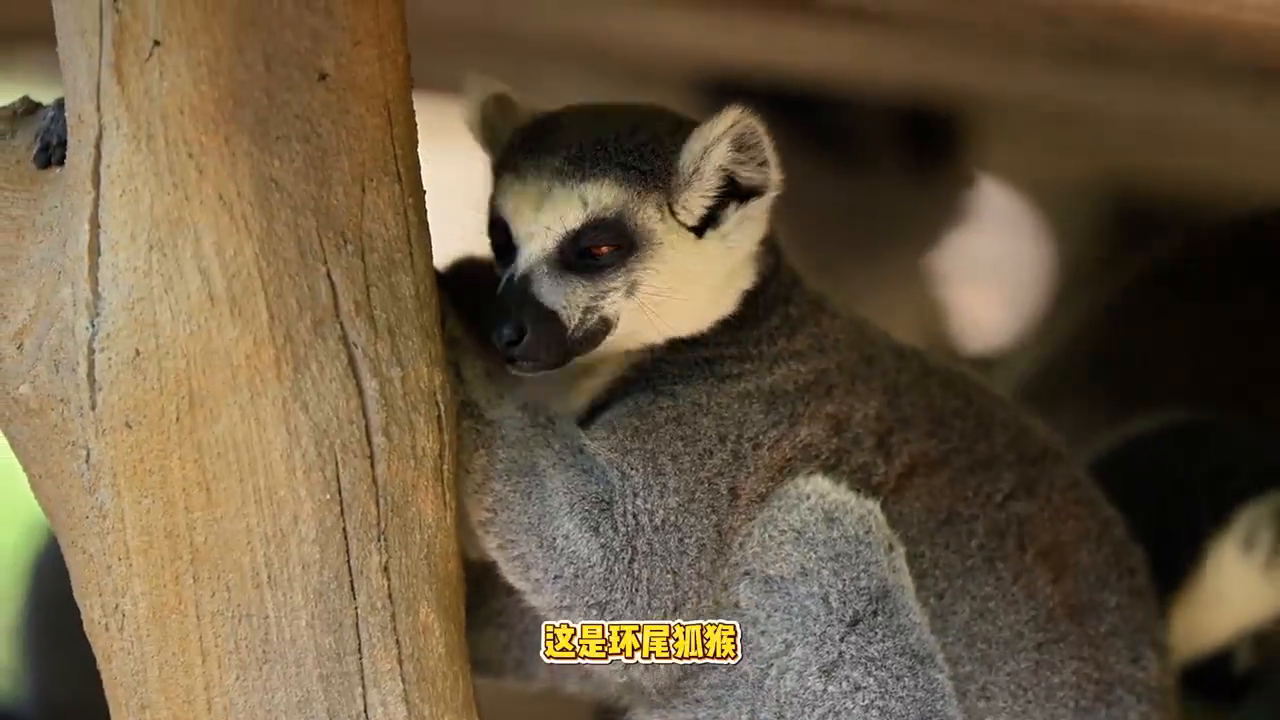 来自马达加斯加的小精灵环尾狐猴
