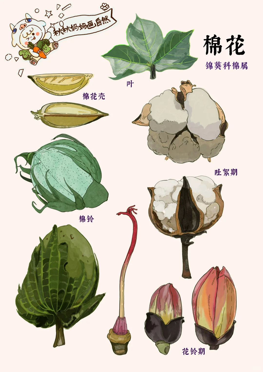 画给孩子的科普｜棉花不是花，十月摘棉花