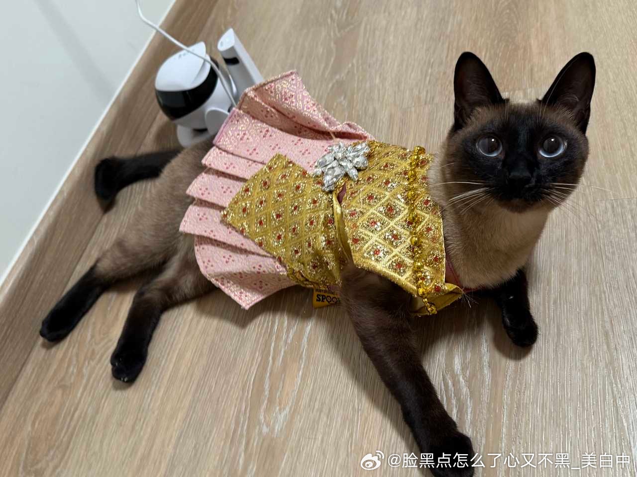 3037只黑脸我呀，不是咱们泰兰德最后一个格格嘛 