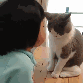 猫猫：你不要过来啊 