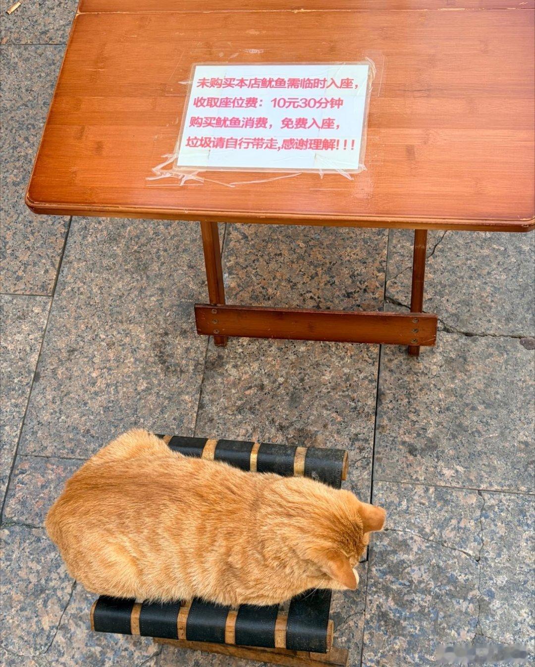 小猫不知道买鱿鱼才能坐在这里吗街边小摊旁，这只小猫稳稳蹲在摊位跟前，一副自来熟的