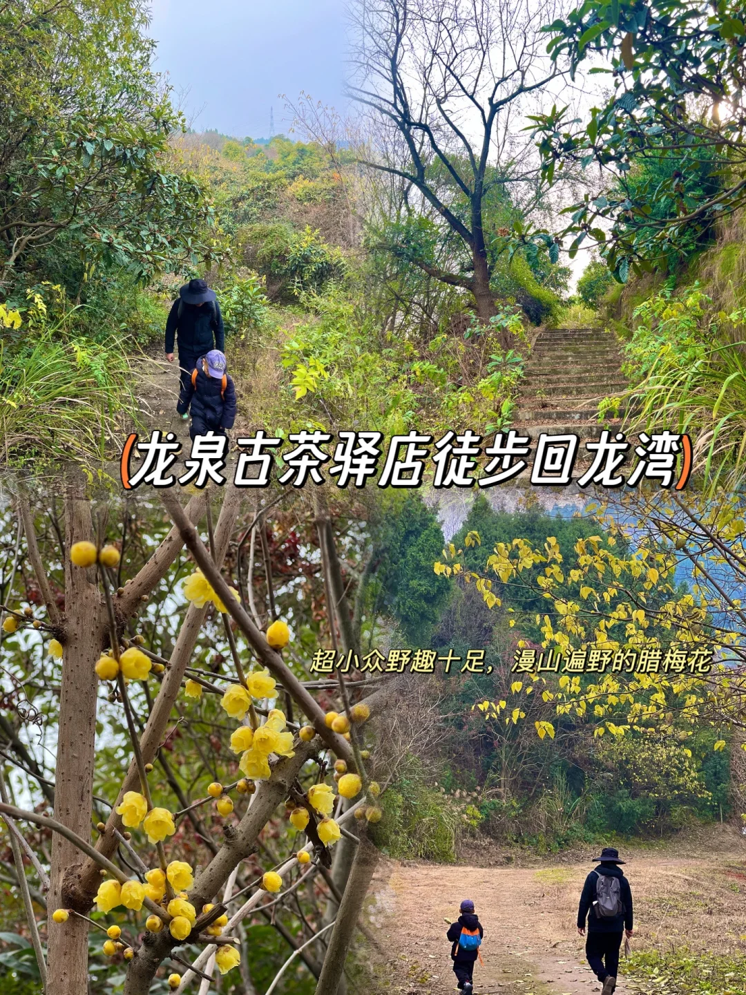 成都1h‼️超小众冷门亲子徒步路线腊梅飘香