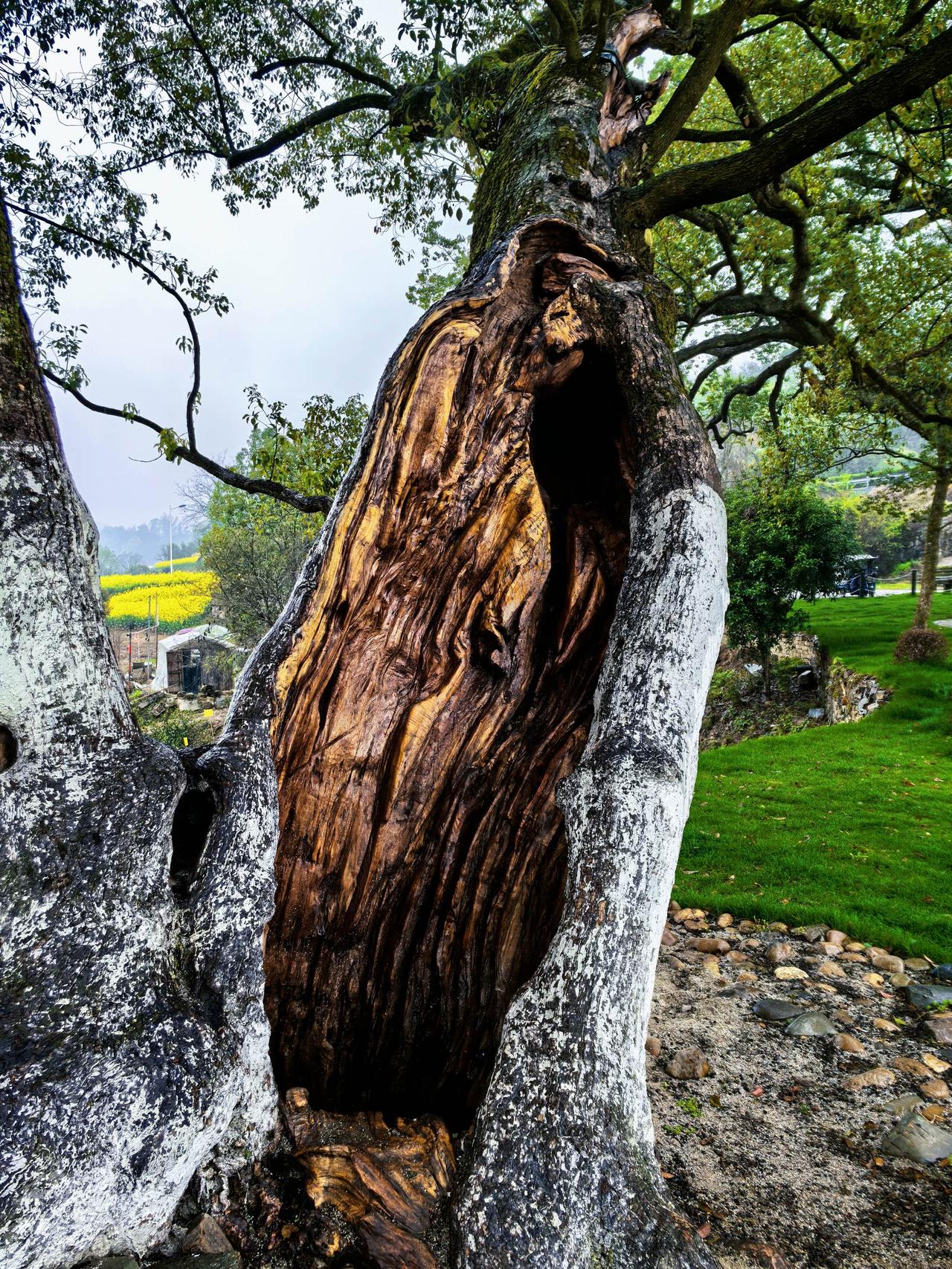 皖南真的是一个非常美的地方，我每年都会去几次，醉心于山和水！