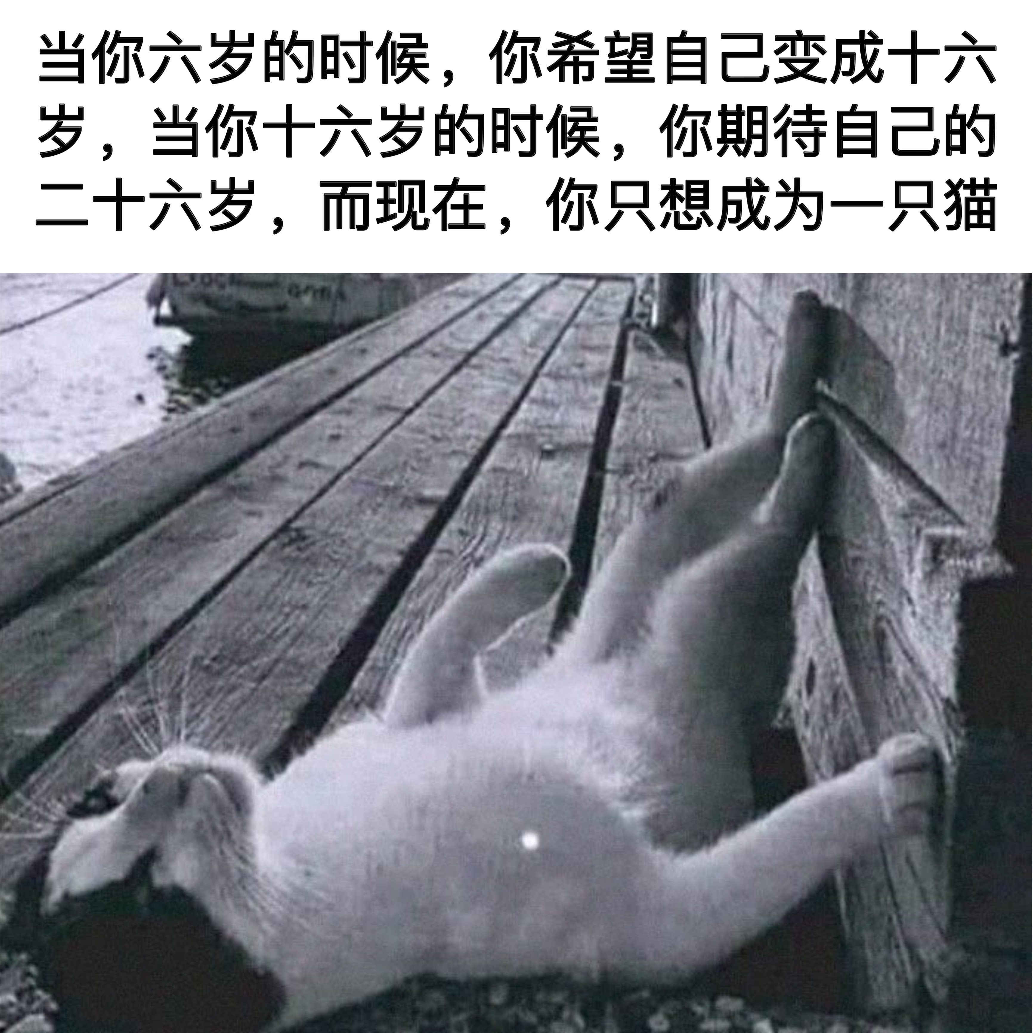 那猫猫呢#meme# ​​​