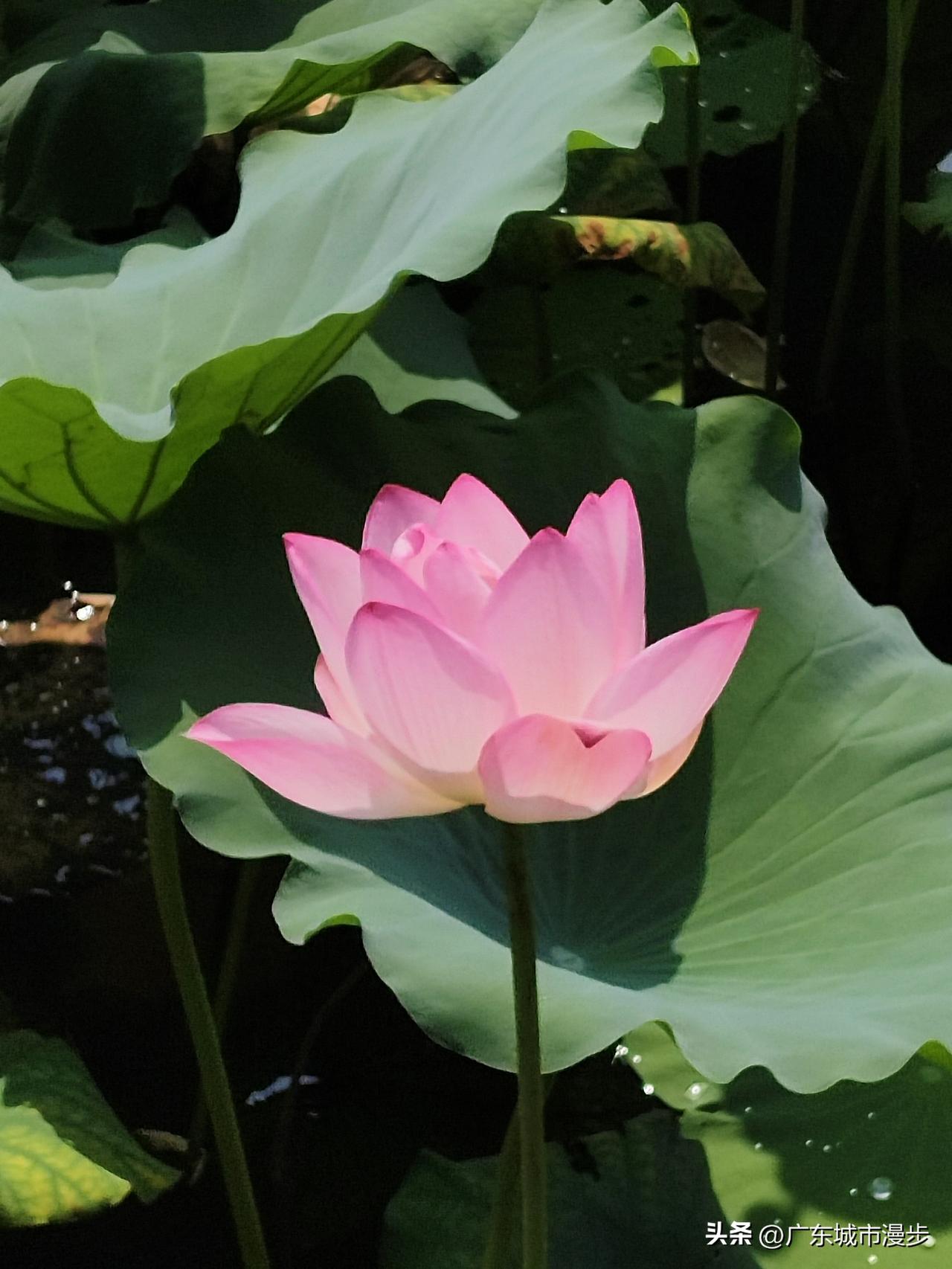 荔湾湖公园午后高温环境，粉色荷花与带水珠荷叶实拍

午后露天场地日照强度很高，长