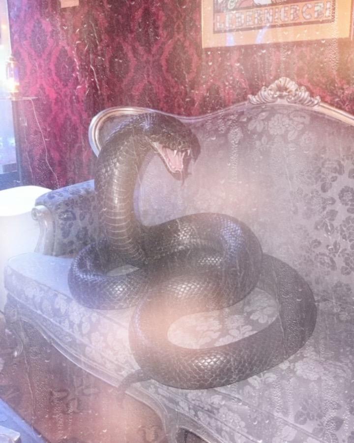 黑曼巴