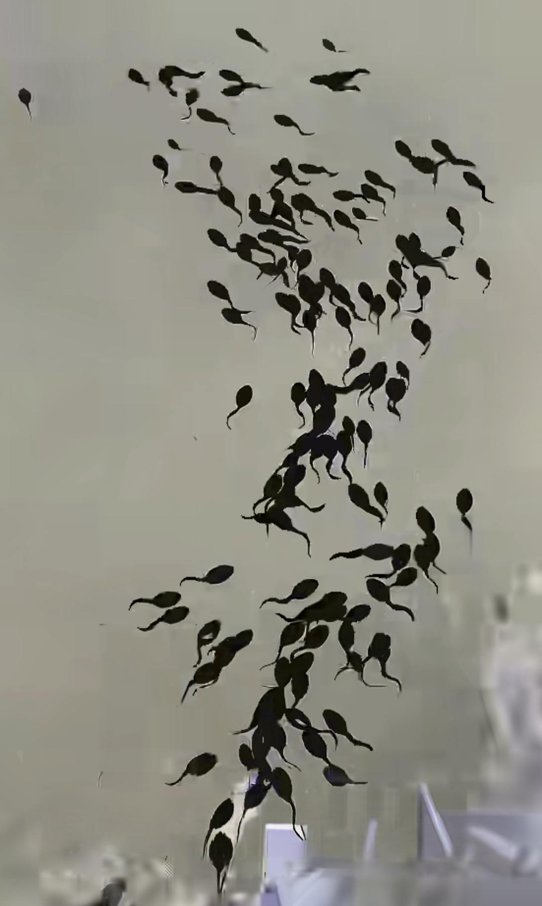 我看到了齐白石老人所画的“蛙声十里出山泉”的现实版！