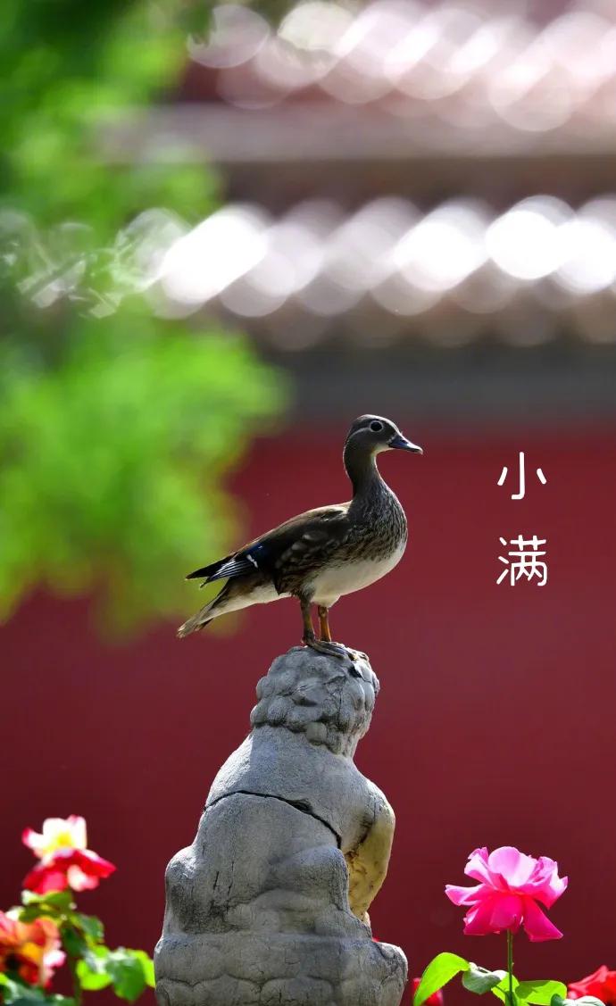 今日小满
夏季的第二个节气，
《月令七十二候集解》有载：
“四月中，小满者，物致