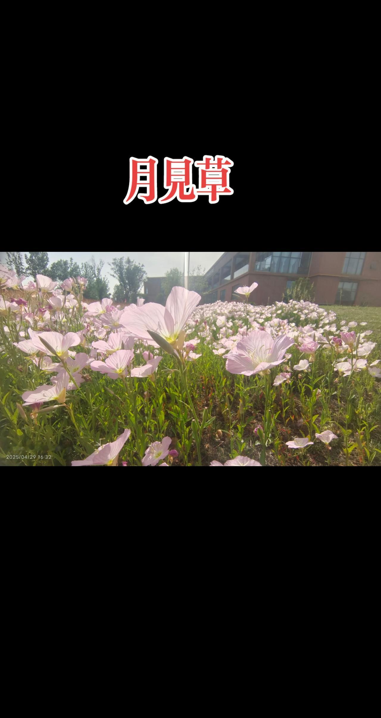 看见音乐