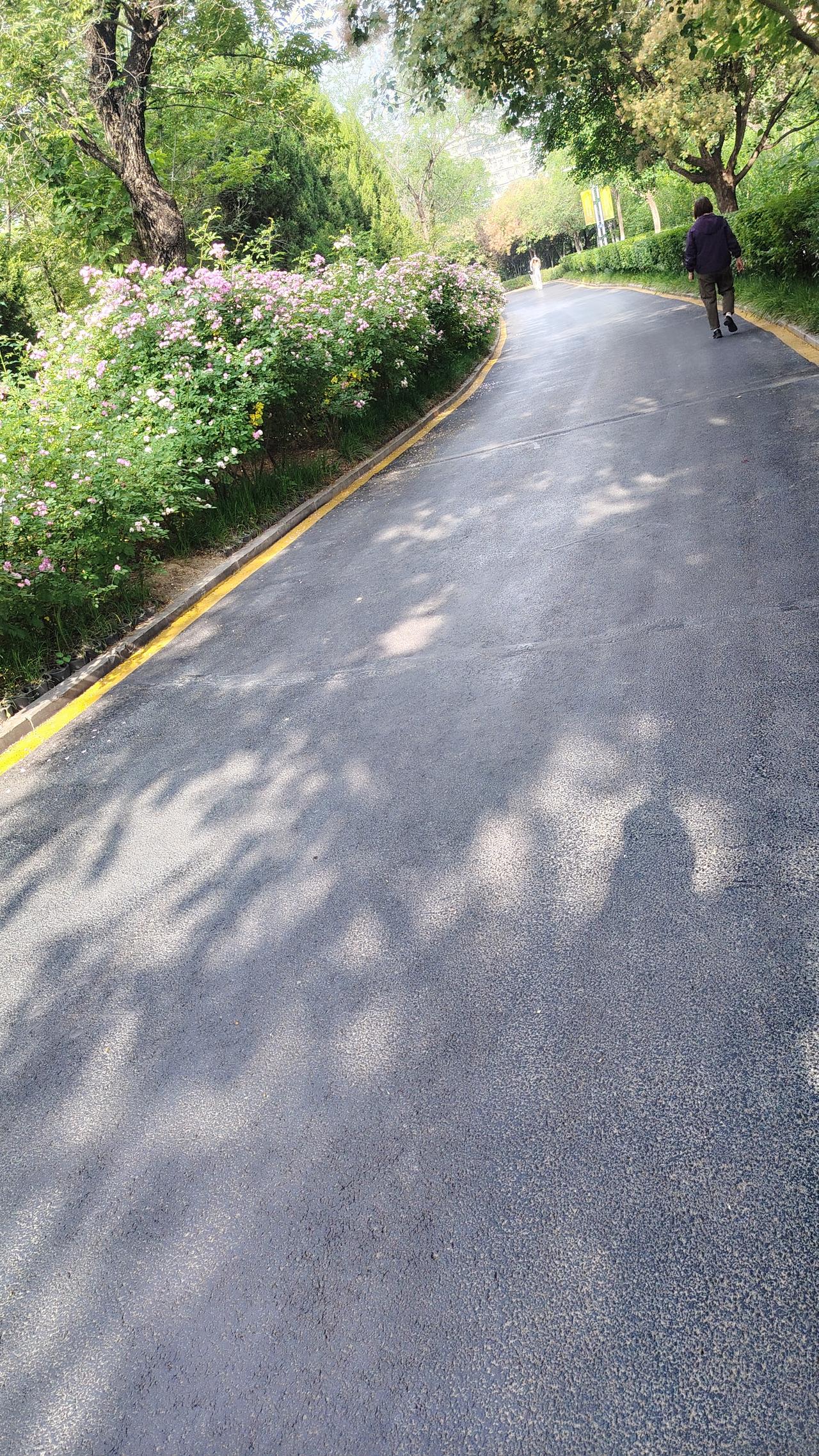 分享一下你随手拍下的照片下图片是涉县龙山公园春天来了路两边，红粉月季在阳光下肆意