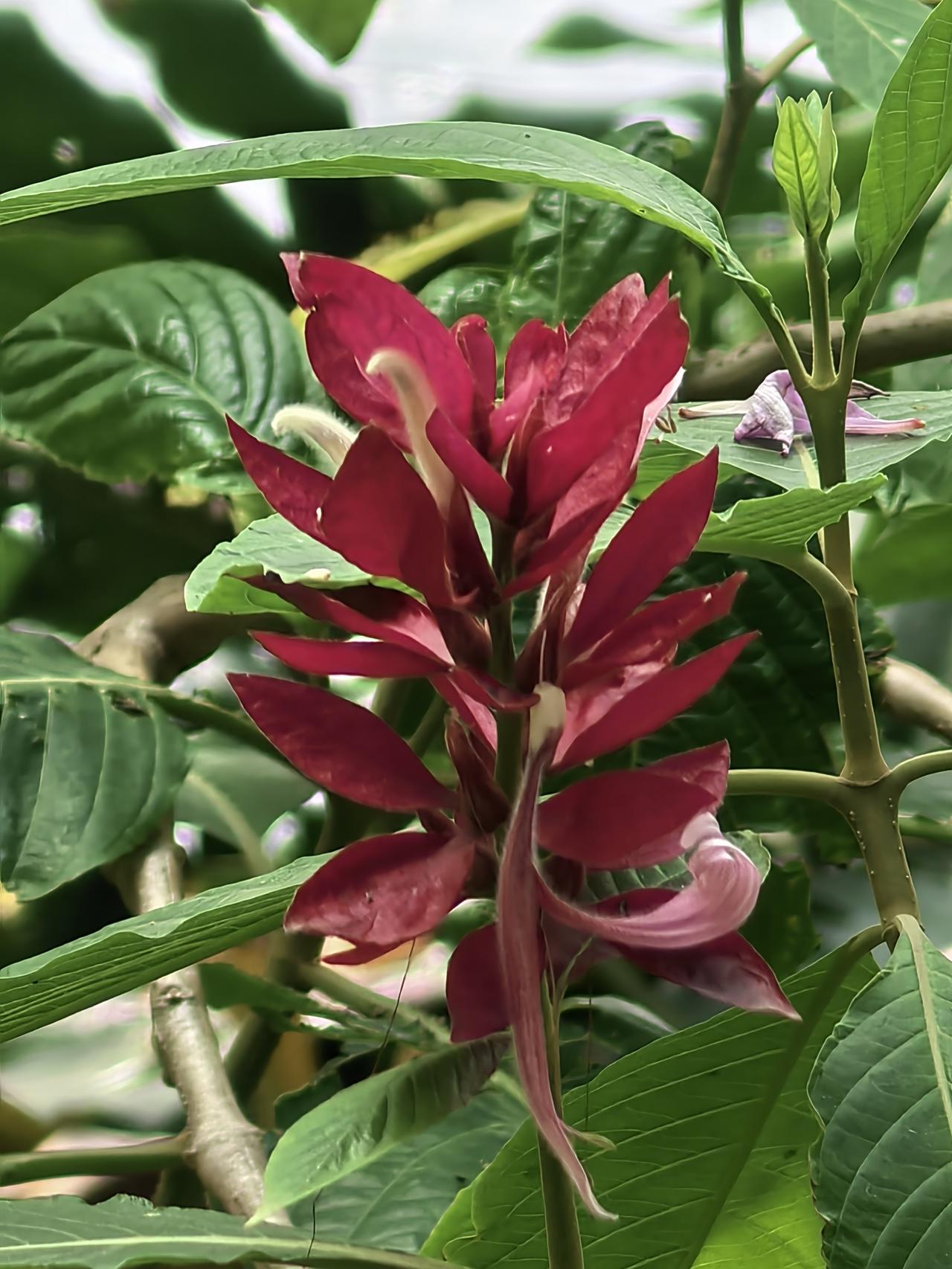 分享一张你相册的拍的花
