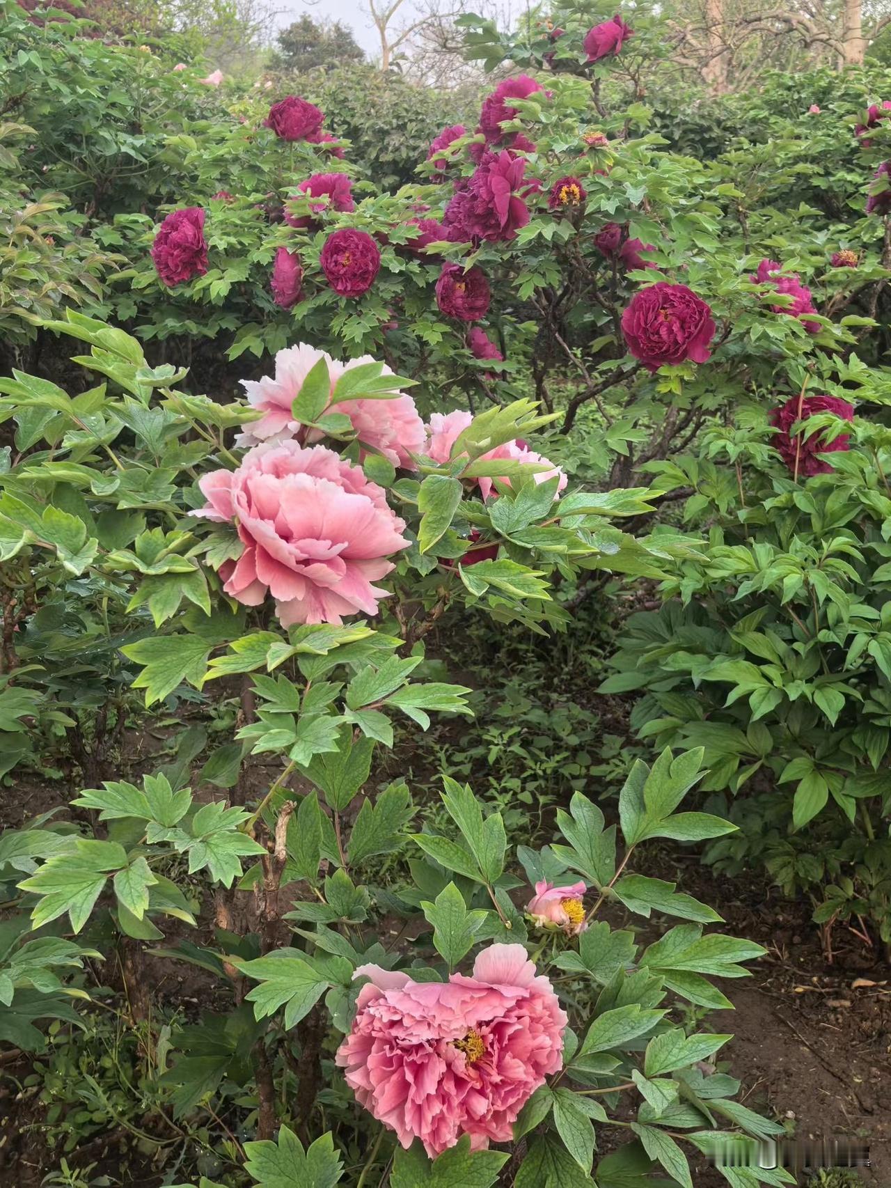 【小对联】
上：……？
下：杂粮。