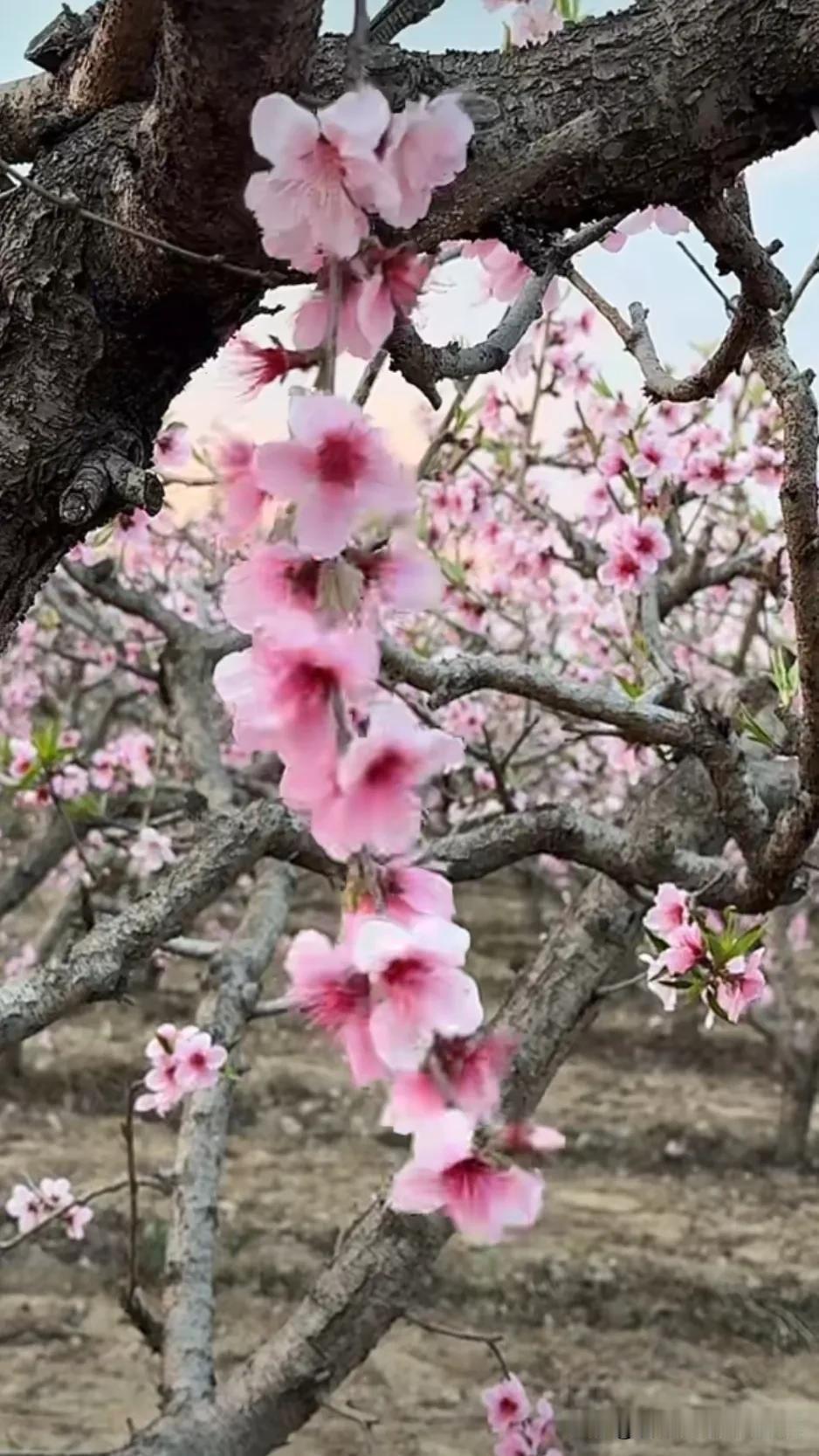 桃花开处笑春风，花开曰曰如新。桃花正浓 花知盛开 春色满园！ 春景美妙