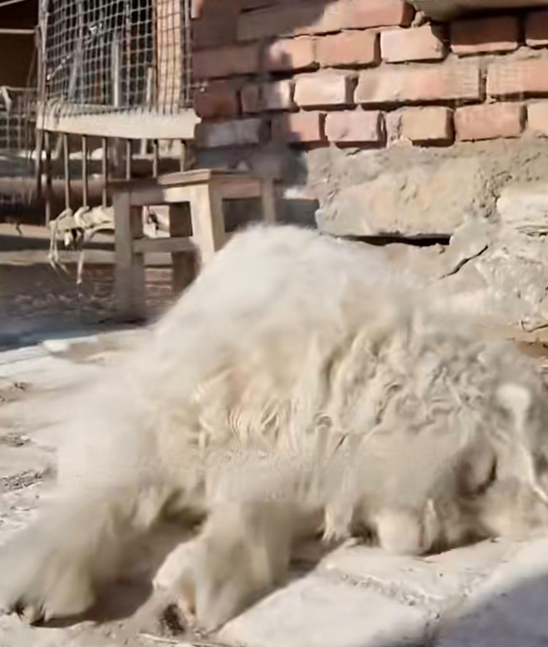 有人出价13万，就为买一只会装死的小羊！

这不是天方夜谭。一只训练有素的“戏精