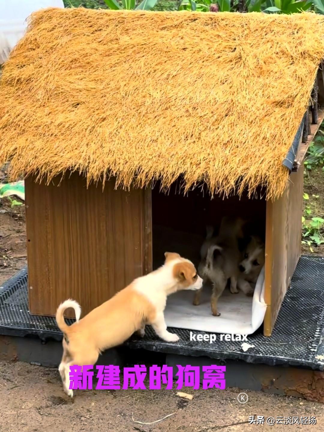 小伙在路边的杂草丛里，发现几只被丢弃的小狗。小狗们看起来才刚刚满月不久，一个个都