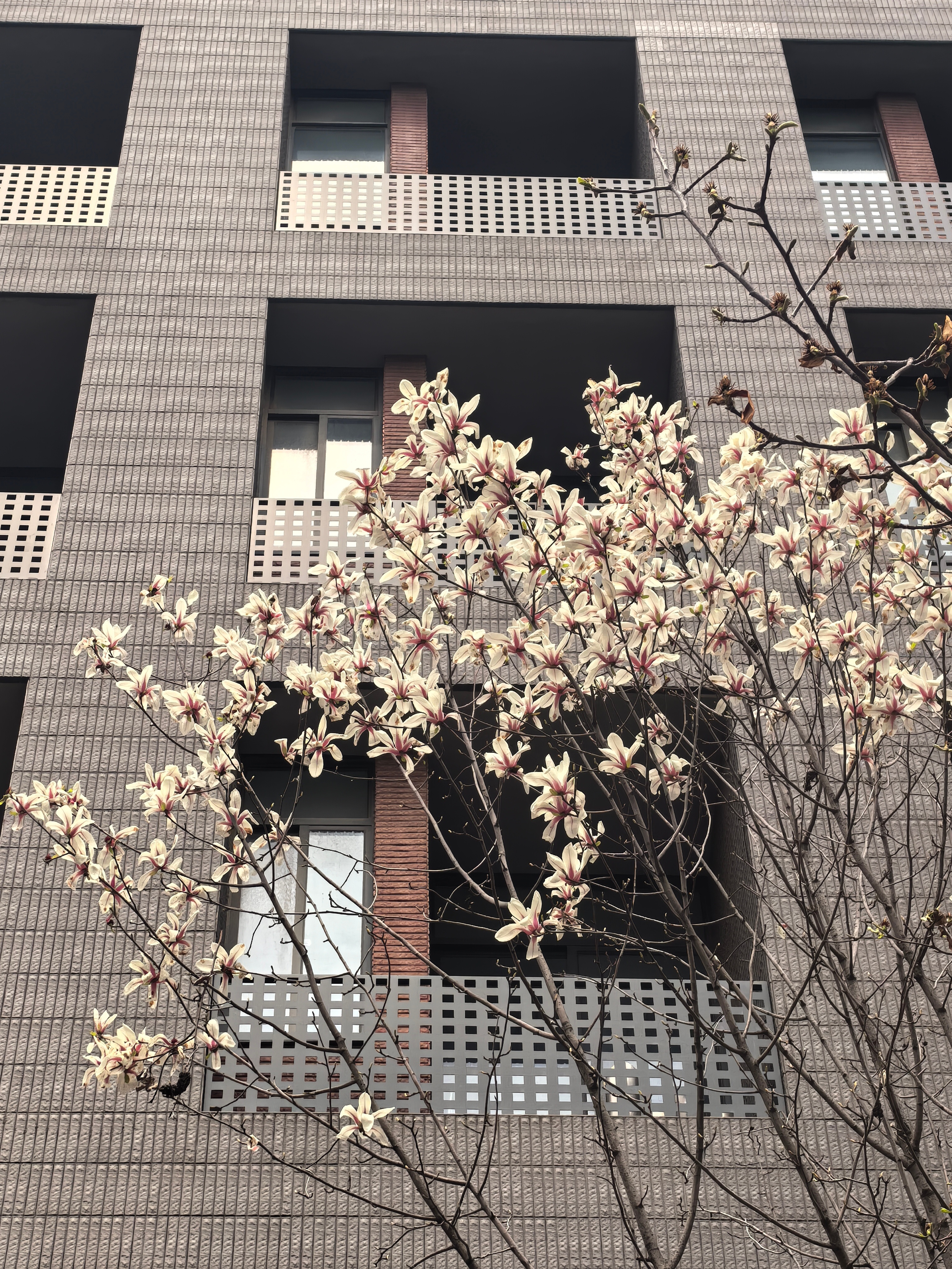 一条plog告别三月汲取三月关键词好像一直在考试！但沿途路过的🌸真的好看！打卡