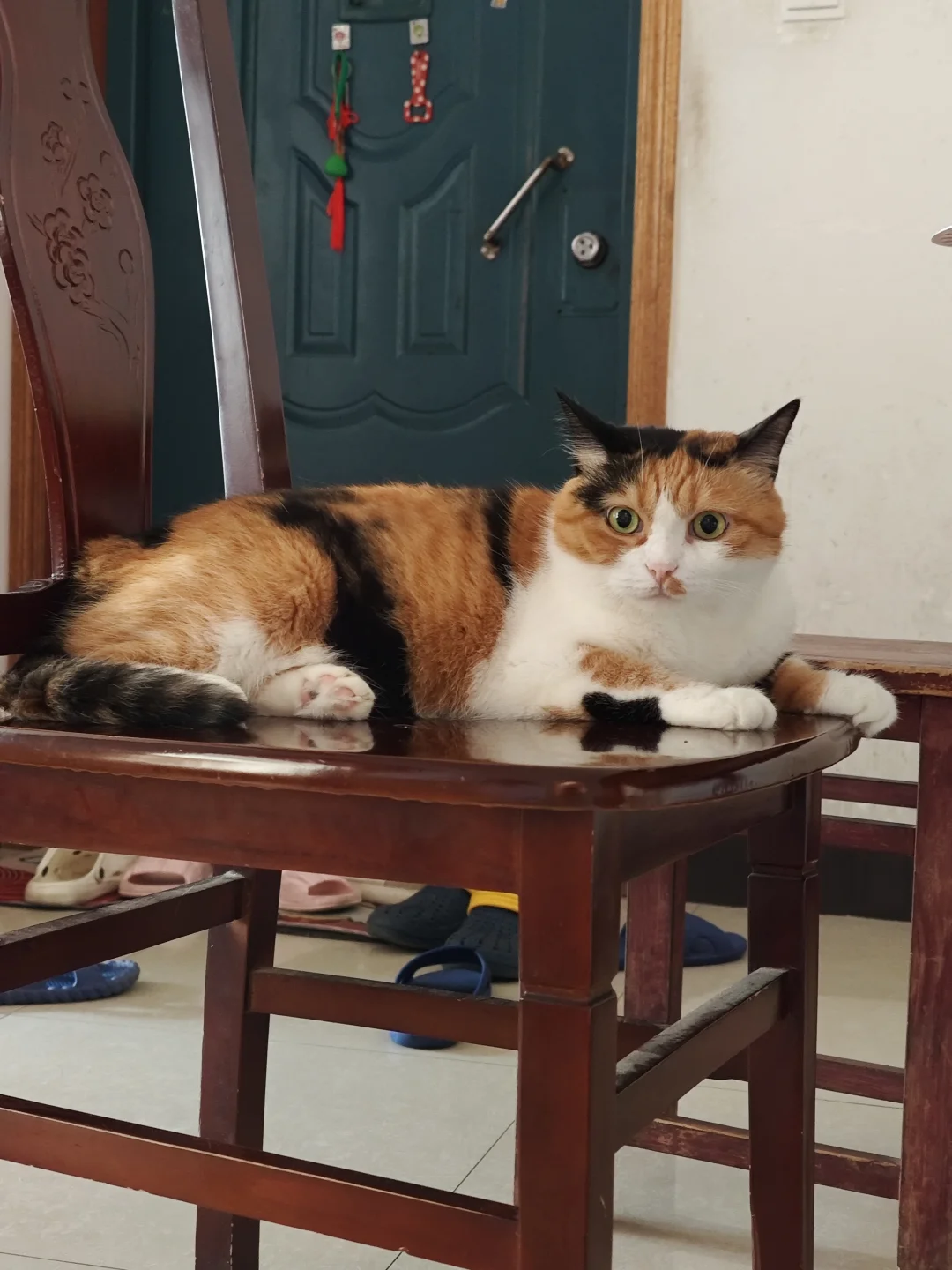 猫在等饭 望眼欲穿