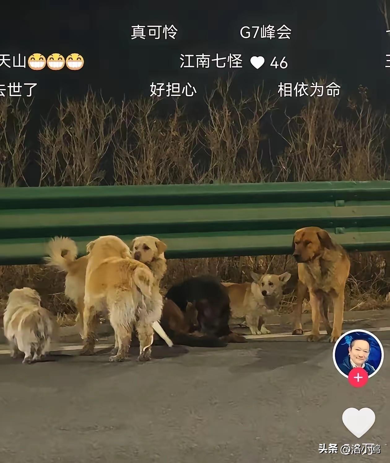 真没想到7只狗的故事给我看哭了，不是因为它们被偷了，也不是因为它们跨越17公里成