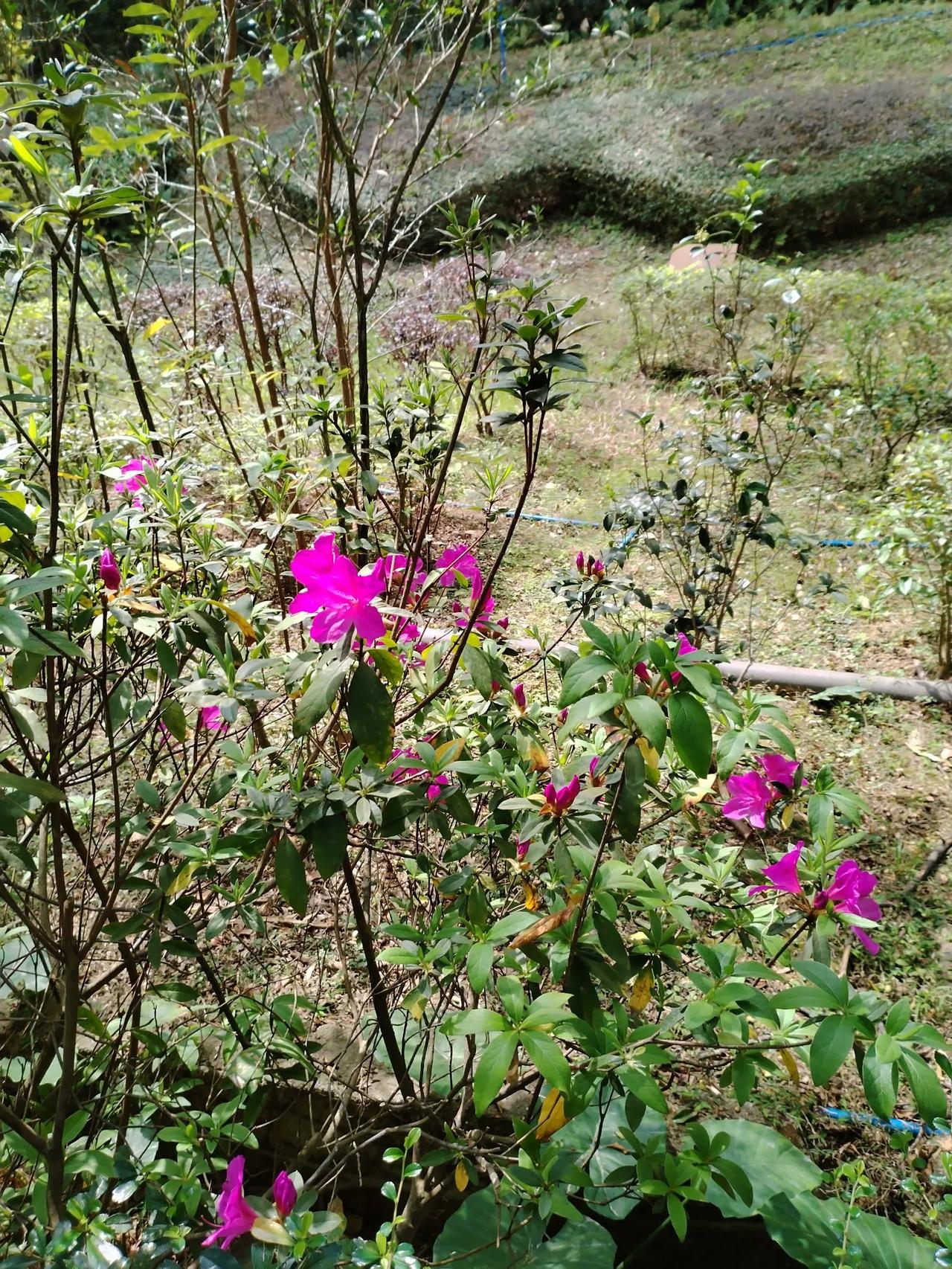 劝春
池边柳色随人影，花下红英逐足青。
落目无边去尘意，劝君早做踏春行。