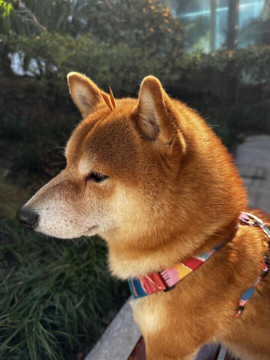 小狗发芽啦