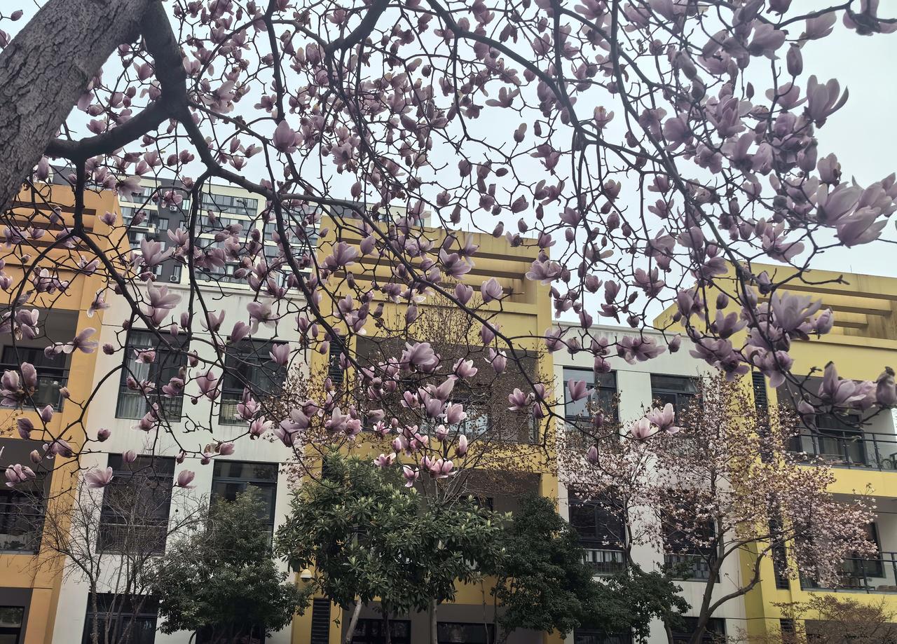 玉兰花掩映的幼儿园